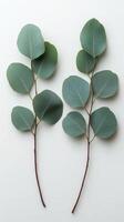 Fresh eucalyptus leaves on a light background, showcasing vibrant green hues and natural beauty photo