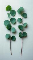 Fresh eucalyptus leaves on a light background, showcasing vibrant green hues and natural beauty photo