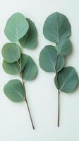Fresh eucalyptus leaves on a light background, showcasing vibrant green hues and natural beauty photo