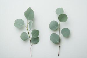 Elegant eucalyptus leaves arranged on a light background with gentle shadows during daylight photo