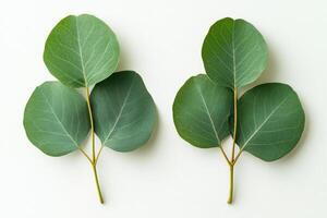Elegant eucalyptus leaves arranged on a light background with gentle shadows during daylight photo