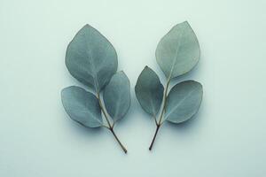 Elegant eucalyptus leaves arranged on a light background with gentle shadows during daylight photo