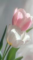 Delicate pink tulips blooming in a vibrant garden during springtime photo