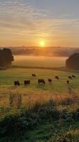 Cows grazing peacefully on lush green hills at sunset near a tranquil river photo