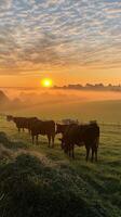 Cows grazing peacefully on lush green hills at sunset near a tranquil river photo