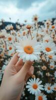 A person holding a daisy flower in a vibrant field of daisies during sunset in summer photo