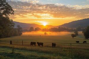 Cows grazing in a misty pasture at sunrise in the countryside photo