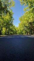 Serene tree lined road beckoning peaceful walks in a sunny park setting during afternoon hours photo
