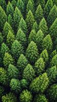 Lush green coniferous forest landscape taken from above during daylight photo