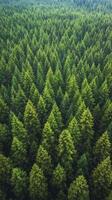Lush green coniferous forest landscape taken from above during daylight photo