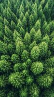 Lush green coniferous forest landscape taken from above during daylight photo