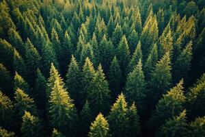 Aerial view of dense evergreen forest showcasing vibrant green pine trees during sunlight photo