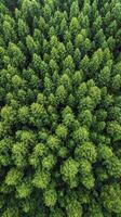 Lush green coniferous forest landscape taken from above during daylight photo