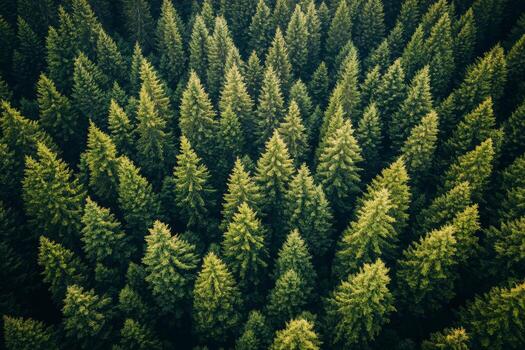 Aerial view of dense evergreen forest showcasing vibrant green pine trees during sunlight photo