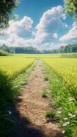A scenic dirt path through lush green rice fields under a bright blue sky with fluffy clouds photo
