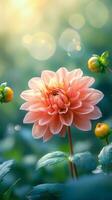 Soft pink dahlia blossoms among vibrant buds in a garden during warm sunlight in spring photo