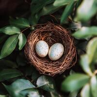 Nest containing two speckled blue eggs resting among green leaves in natural surroundings photo