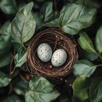 Nest containing two speckled blue eggs resting among green leaves in natural surroundings photo