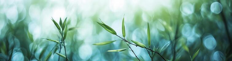 Gentle bamboo leaves swaying in a tranquil forest during the sunny afternoon light photo