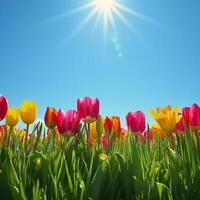 Bright spring flowers bloom under the clear blue sky during a sunny day in a garden photo