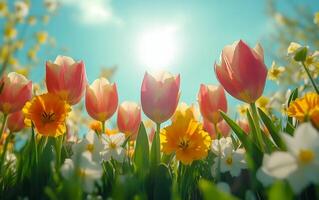 Colorful tulips and vibrant flowers basking in sunlight during a beautiful spring day photo