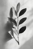 Gentle sunlight casts shadows of green leaves on a light wall during a quiet afternoon photo