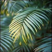Lush green tropical plants casting shadows on a light colored wall during daylight hours photo