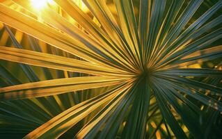 Bright green palm leaves illuminated by sunlight against a light backdrop in a tropical setting photo