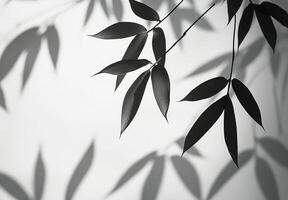Elegant bamboo leaves casting shadows on a light surface in monochrome tones photo