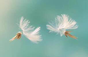 Two delicate dandelion seeds float gracefully against a soft blue background in the gentle breeze photo