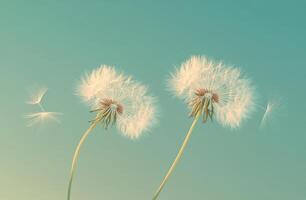 Two delicate dandelion seeds float gracefully against a soft blue background in the gentle breeze photo