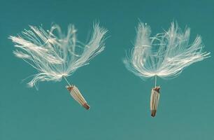 Two delicate dandelion seeds float gracefully against a soft blue background in the gentle breeze photo