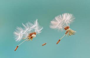 Two delicate dandelion seeds float gracefully against a soft blue background in the gentle breeze photo