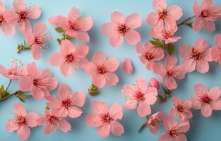 Beautiful cherry blossoms scattered across a light blue background during springtime photo