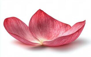 Delicate pink lotus petal resting against a soft background in natural light photo