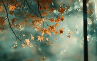 Autumn leaves in vibrant orange hues against a blurred background in a serene natural setting photo