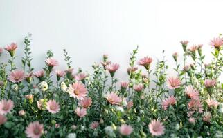 A vibrant field of blooming pink daisies and wildflowers under a bright sky photo