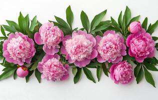 Beautiful arrangement of peonies in various shades on a clean background photo
