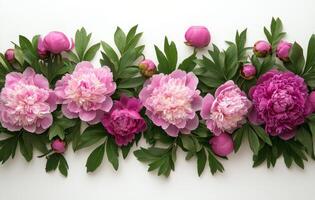 Beautiful arrangement of peonies in various shades on a clean background photo