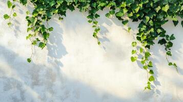 Ivy Vines Cascading Down a White Wall with Shadows photo
