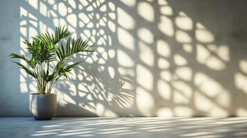 A potted palm tree with light casting an intricate pattern on the wall photo