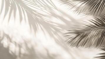 Palm Leaf Shadows Cast on a White Wall photo