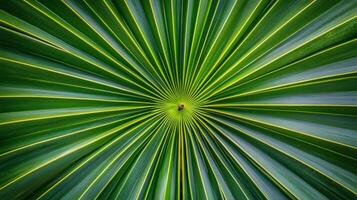 Close-up of a Palm Leaf with a Radial Pattern photo