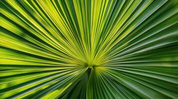 Close-up of a Palm Leaf with Striking Parallel Lines photo