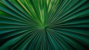 Close-up of Palm Leaf with Radiating Veins photo