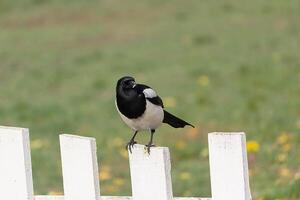 Black and white magpie on the rustic fence photo