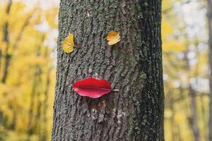 Funny character from the leaves on the trunk of a tree in an autumn park photo