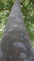 A large tree with a large bird sitting on top of it photo