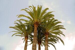 Groupe of palms photo