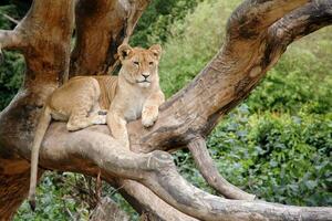 Lion resting in a tree photo